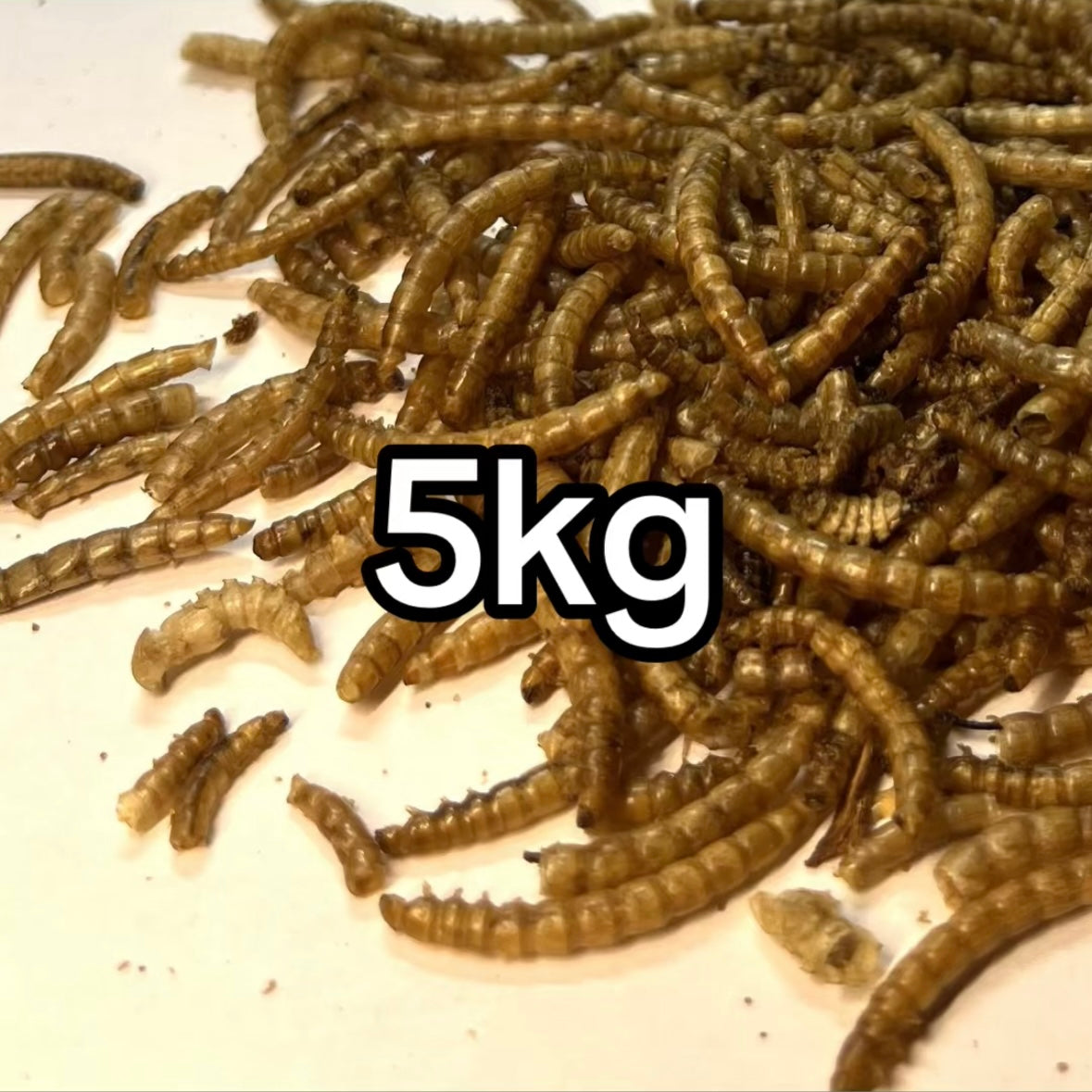 Sušení mouční červi 5kg velké balení pro chovatele za skvělou cenu