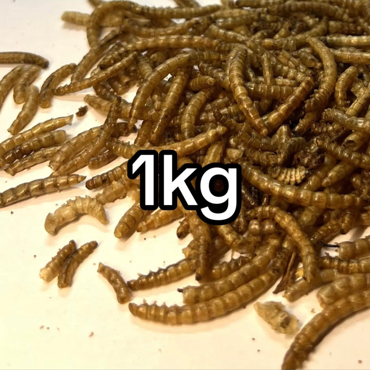 Sušení mouční červi 1kg výhodné balení krmivo pro slepice a plazy