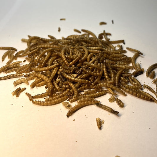 Sušení mouční červi proteinové krmivo pro ptáky slepice ryby a plazy