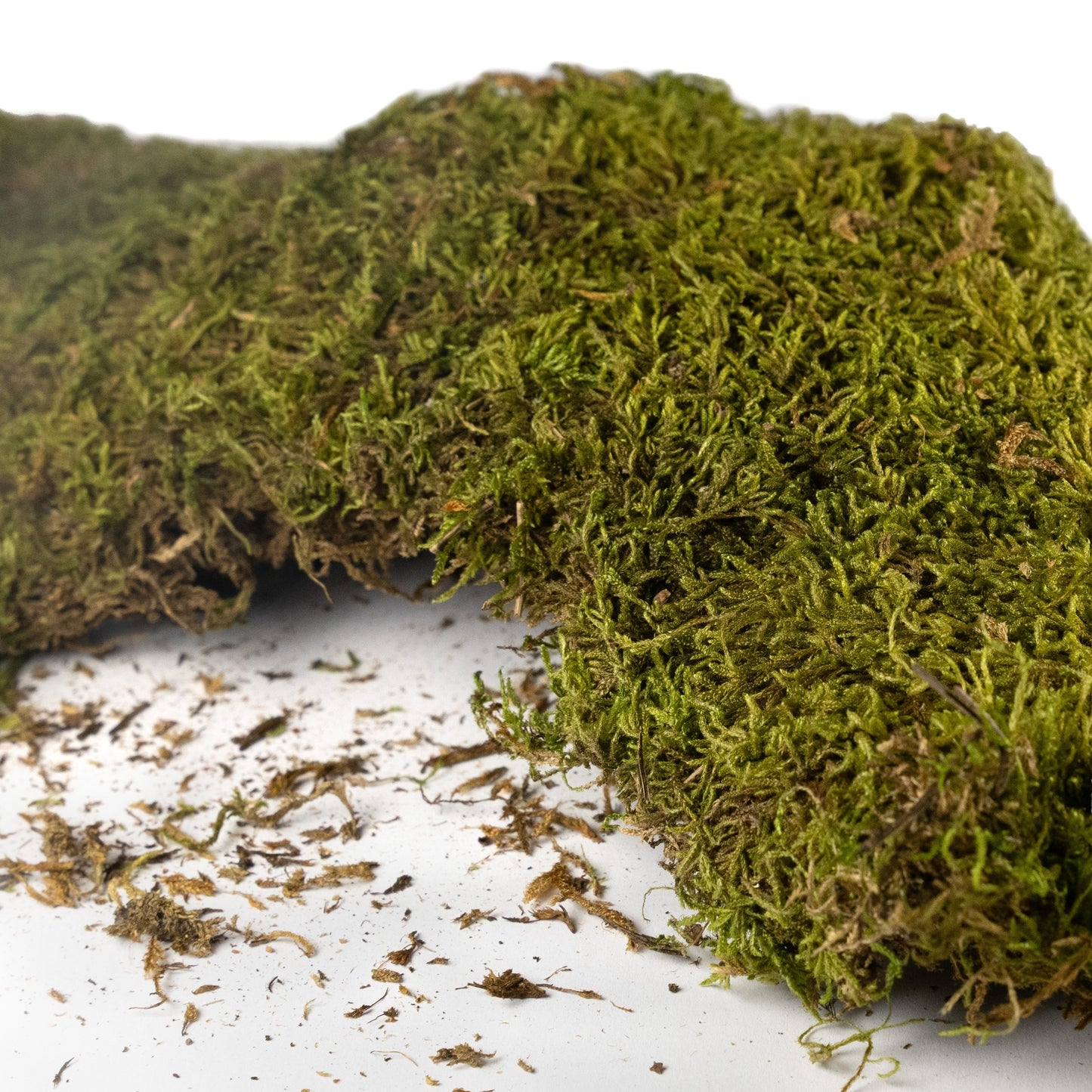Mech żywy sterylizowany Trixie 35g - naturalna dekoracja do terrariów i klatek